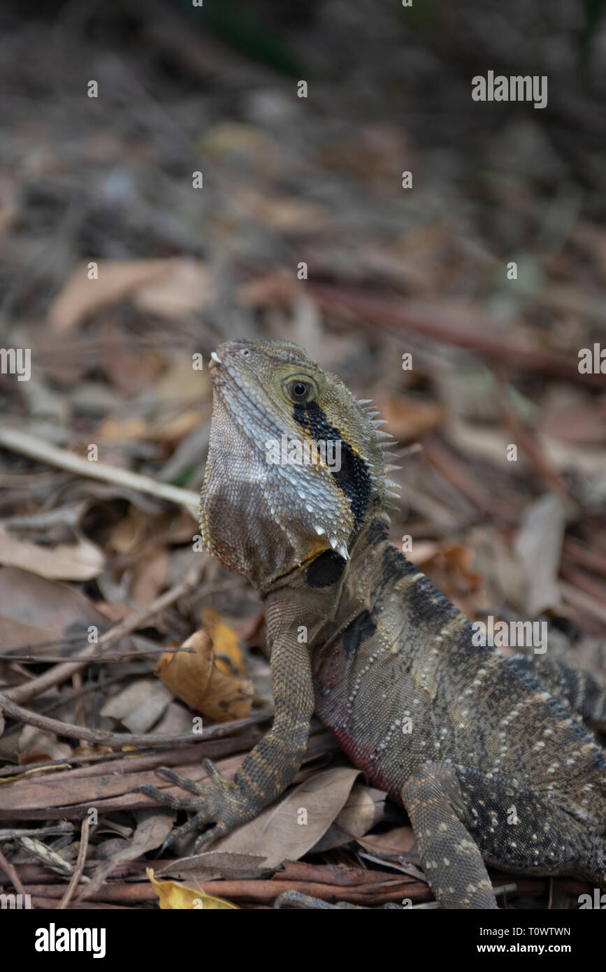 Acqua orientale Dragon, Knockrow, Nuovo Galles del Sud, Australia Foto Stock