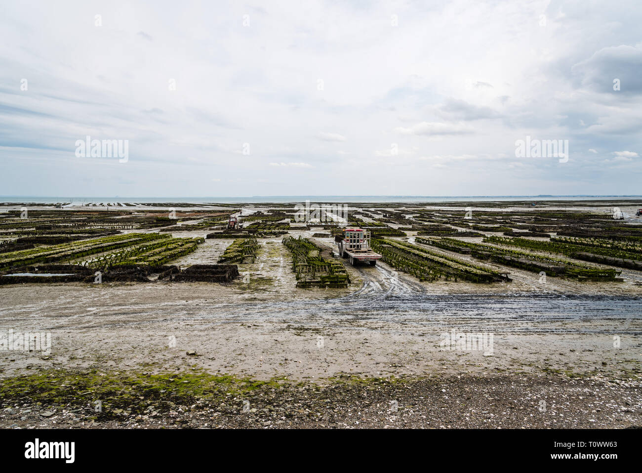 Allevamenti di ostriche con crescente le ostriche a bassa marea un nuvoloso giorno di estate nel porto di Cancale, Bretagna Francia Foto Stock