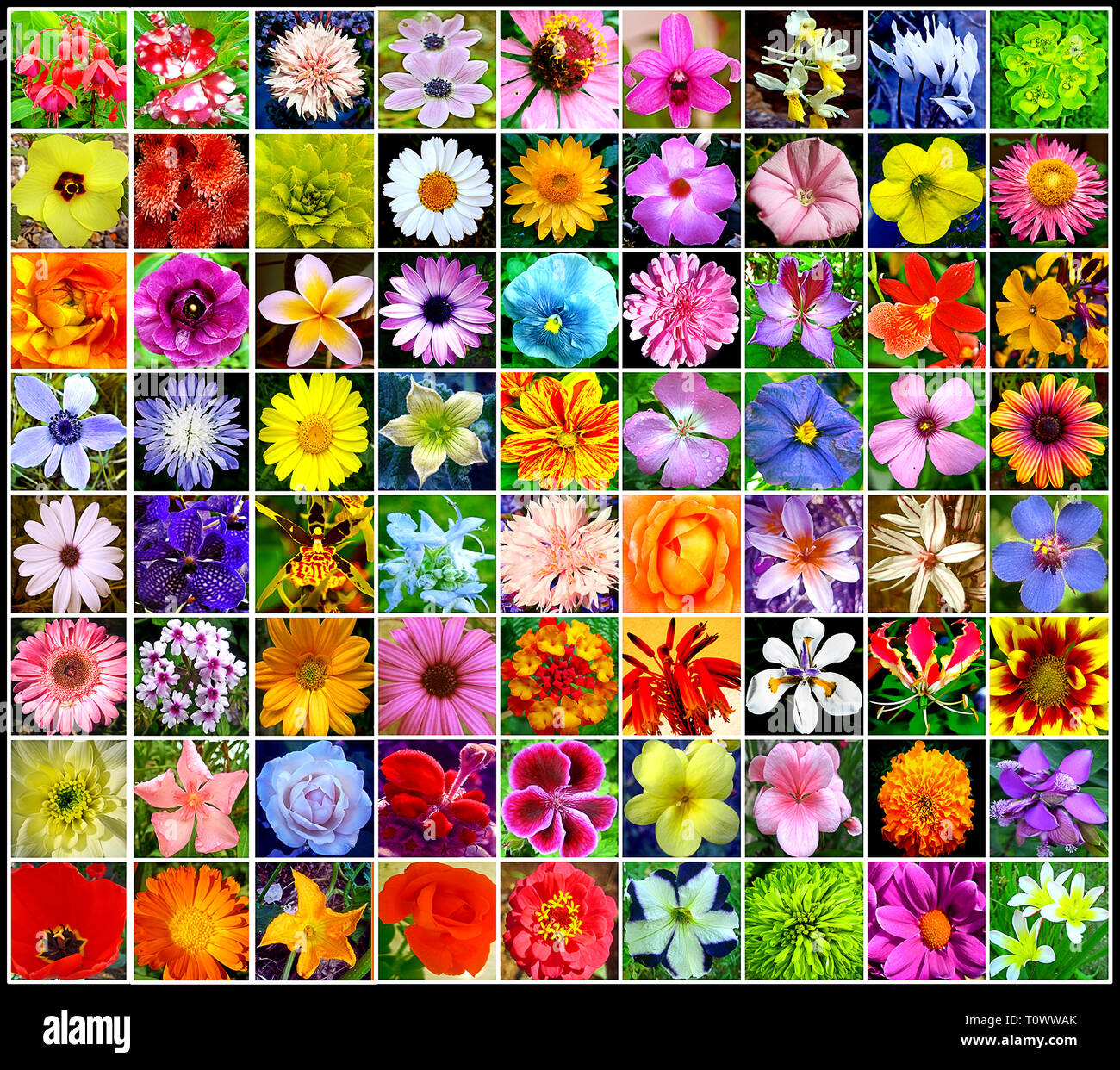 Fiori straordinari indes sfondo collage Foto Stock