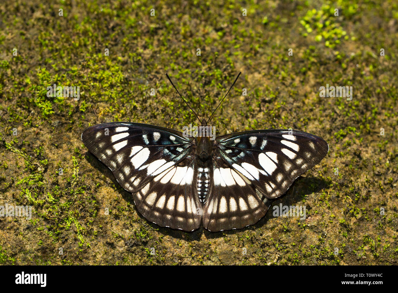 Nero-vena sergente, Athyma ranga, Namdapha Riserva della Tigre, Arunachal Pradesh, India. Foto Stock