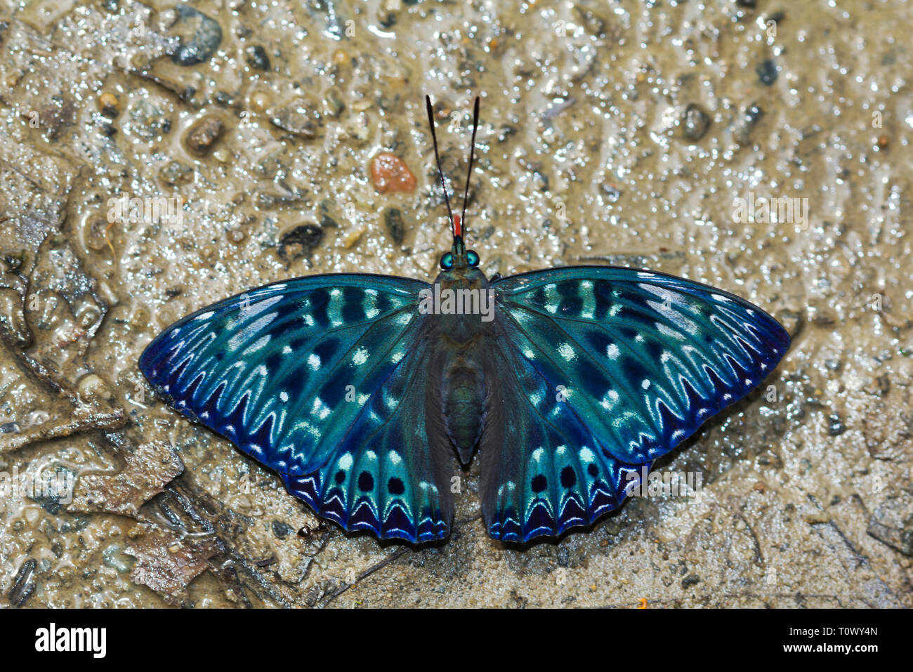 Constable, Dichorragia nesimachus, Namdapha Riserva della Tigre, Arunachal Pradesh, India. Foto Stock