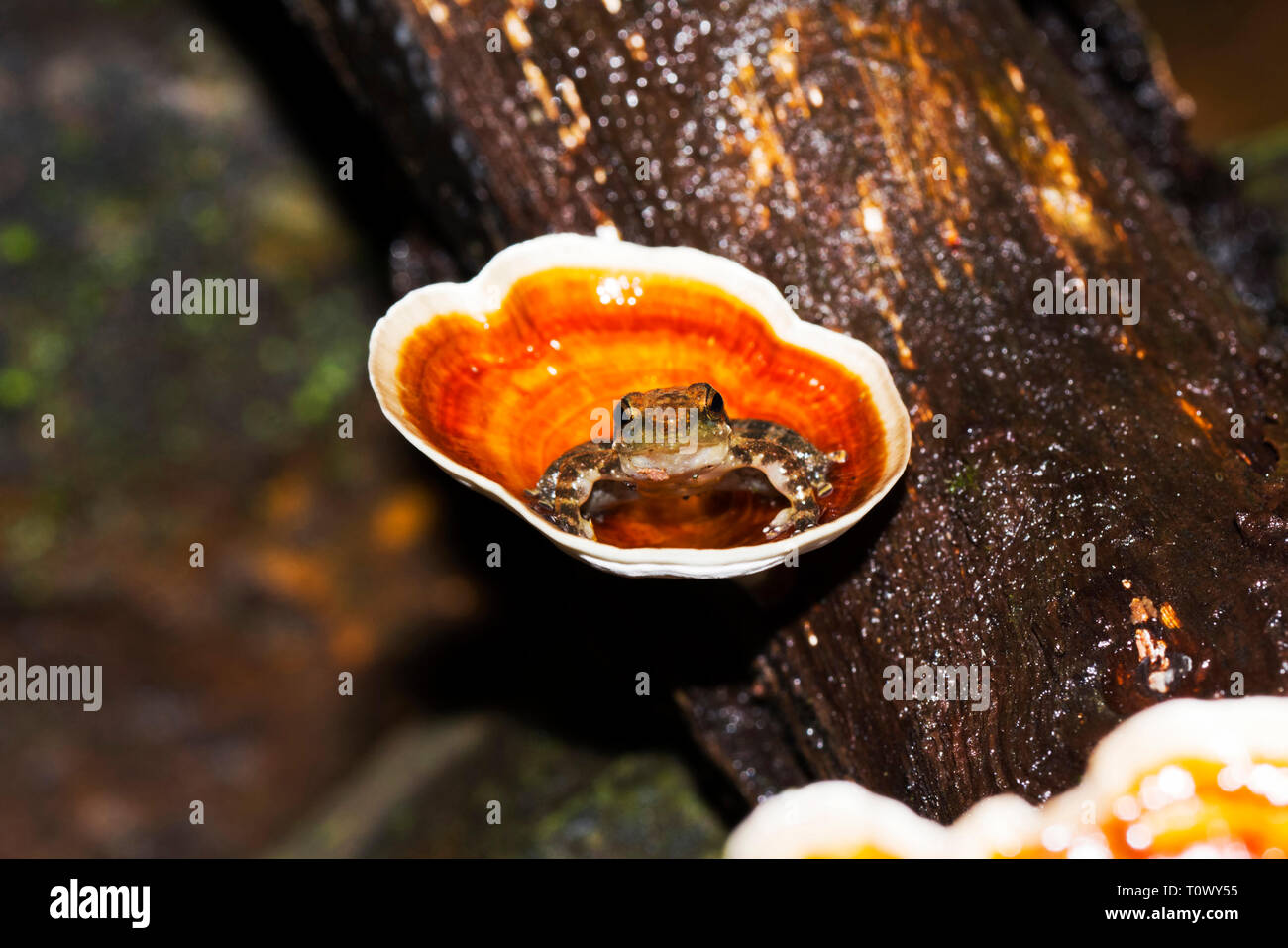 Micrixalus uttarghati, noto come Dancing Frog a causa del loro piede affievolendo, Amboli, Swantwadi, Maharashtra, India. Foto Stock