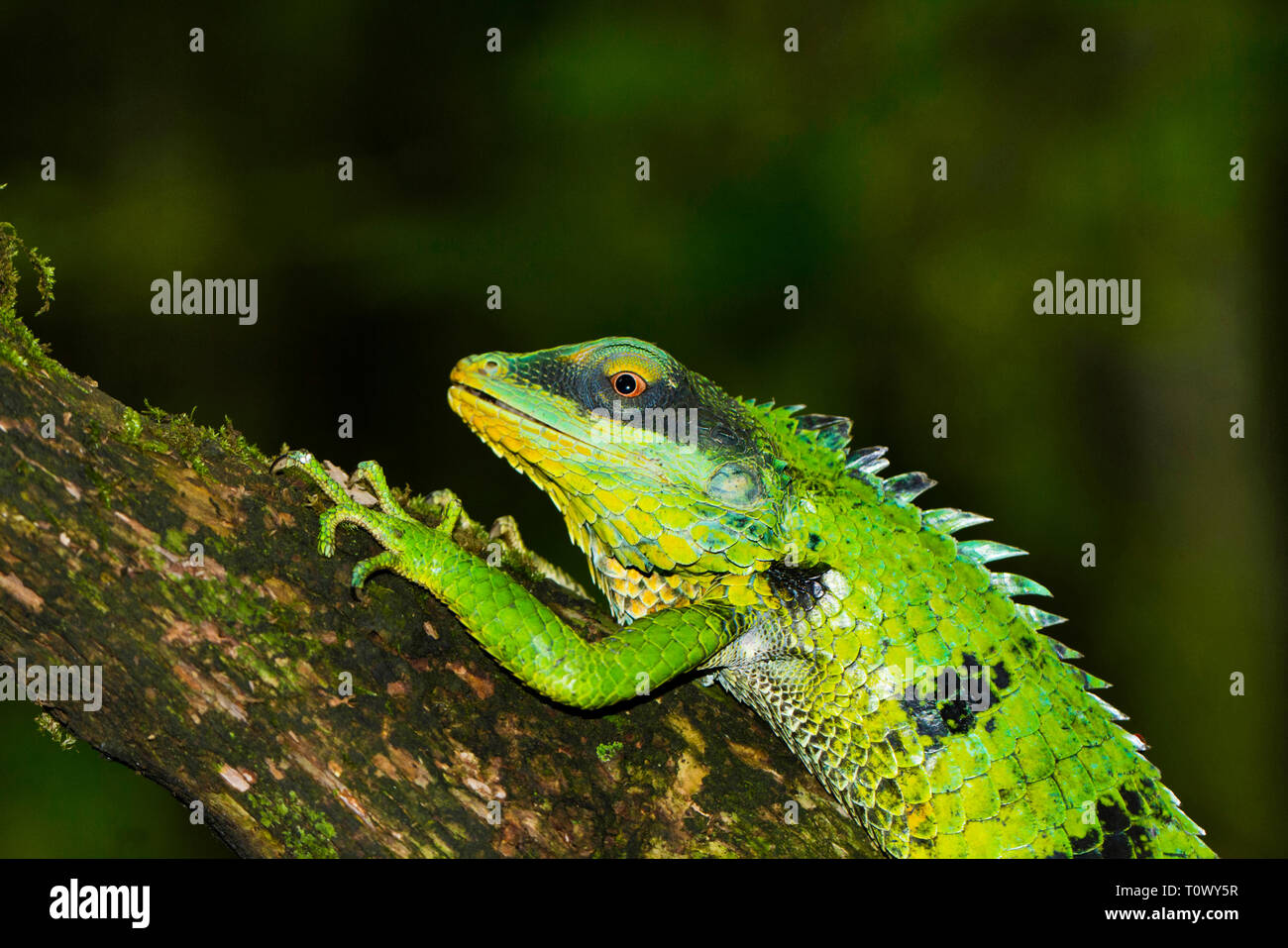 Calotes grandisquamis, Valaparai, Tamil Nadu, India. Foto Stock