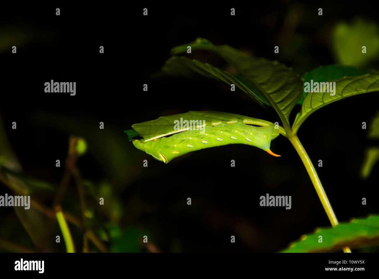 Testa di morte hawk moth, Amboli Sindhudurg, Maharashtra, India. Foto Stock