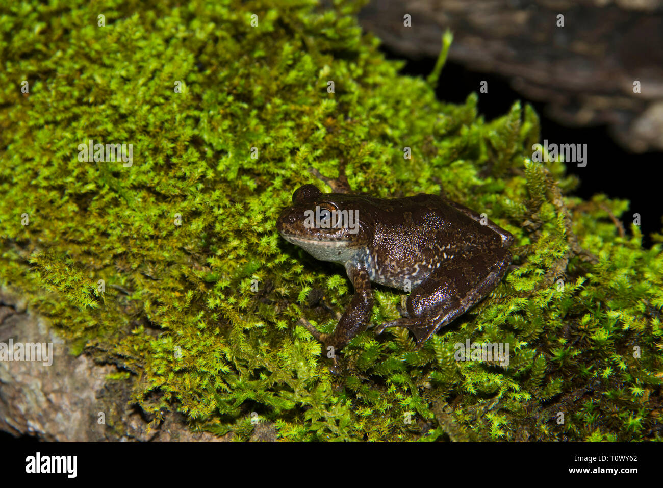 Ghatixalus coenobita, ooty, Tamilnadu, India. Foto Stock