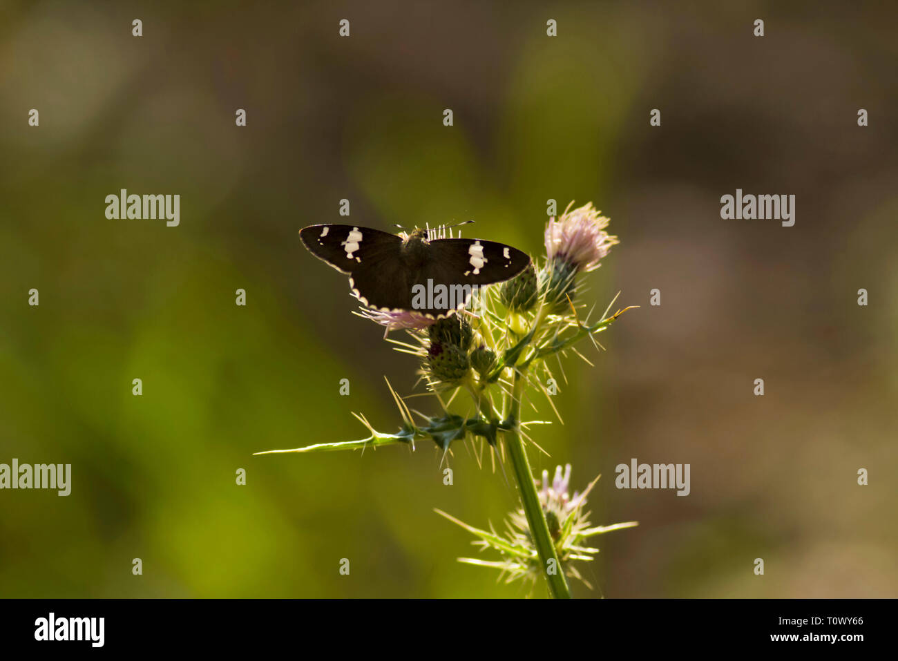 L'Himalayan spotted piana, Pangot, Uttarakhand, India. Foto Stock