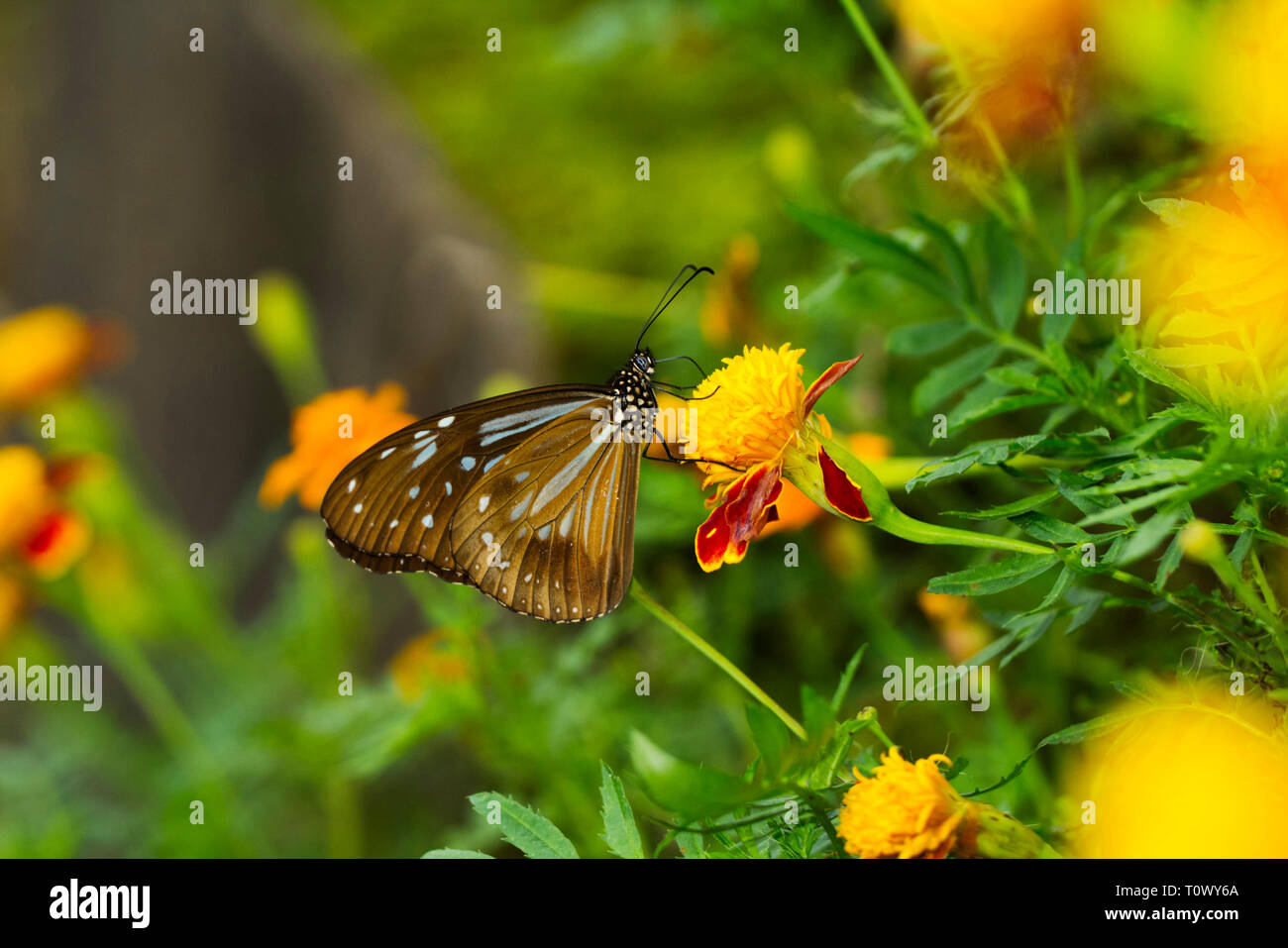 Nilgiri tiger, Valaparai, Tamil Nadu, India. Foto Stock