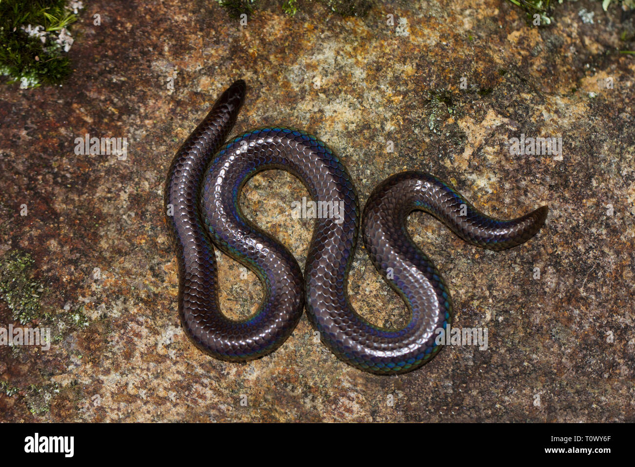 Plectrurus perroteti, Ooty, Tamil Nadu, India. Foto Stock