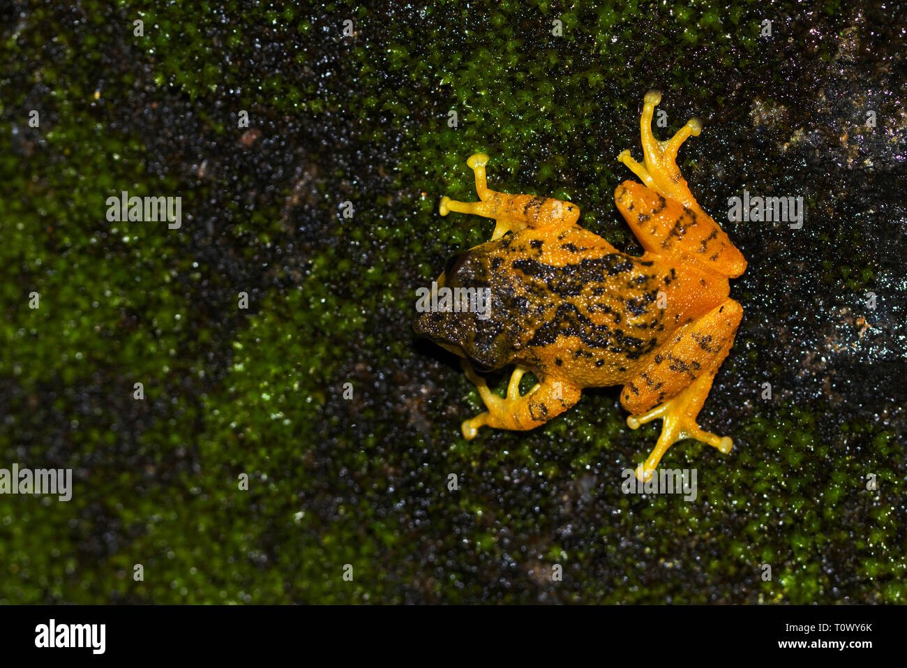 Raorchestes signatus, maschio, Ooty, Tamil Nadu, India. Foto Stock