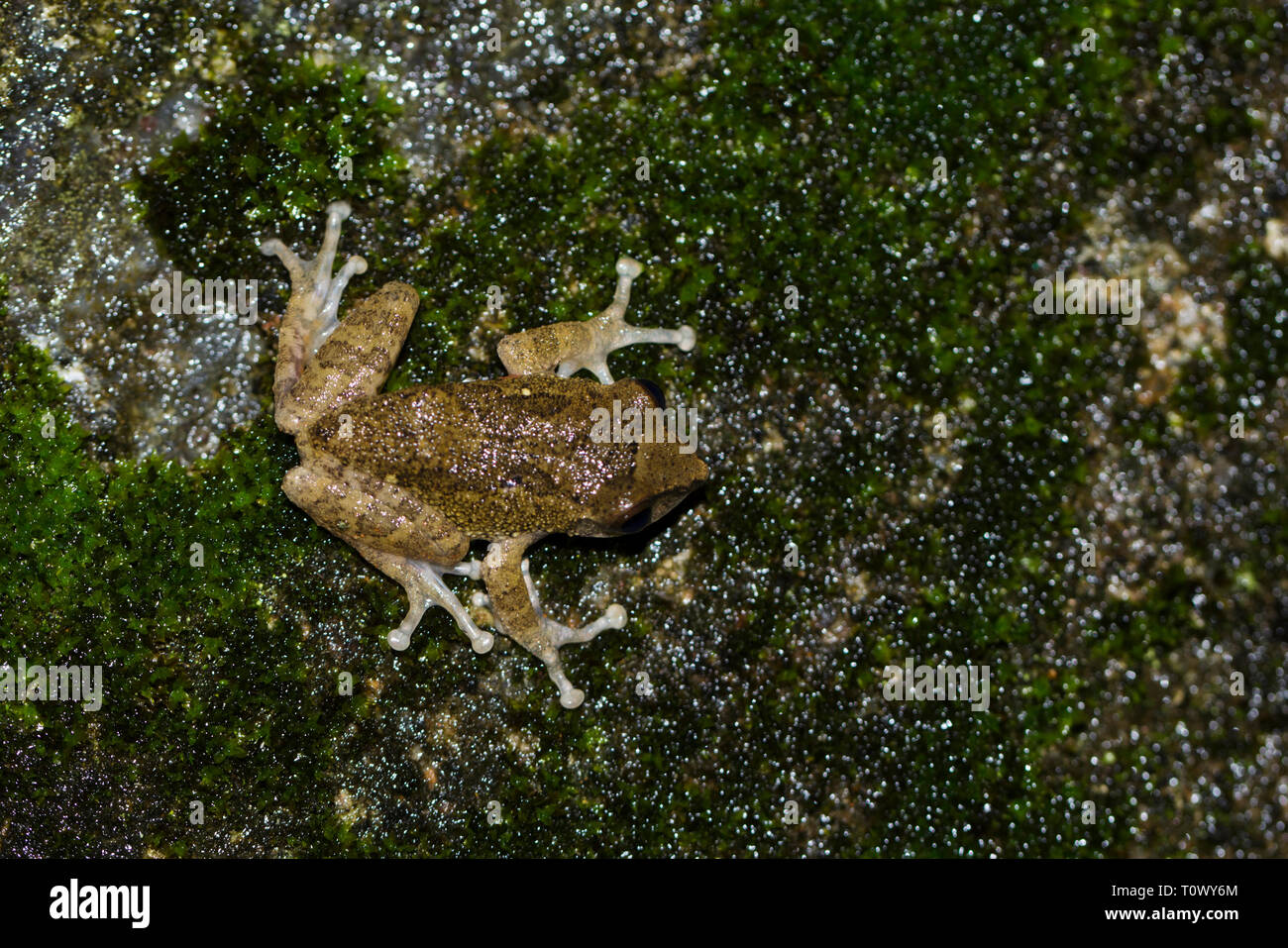 Raorchestes signatus, maschio, Ooty, Tamil Nadu, India. Foto Stock