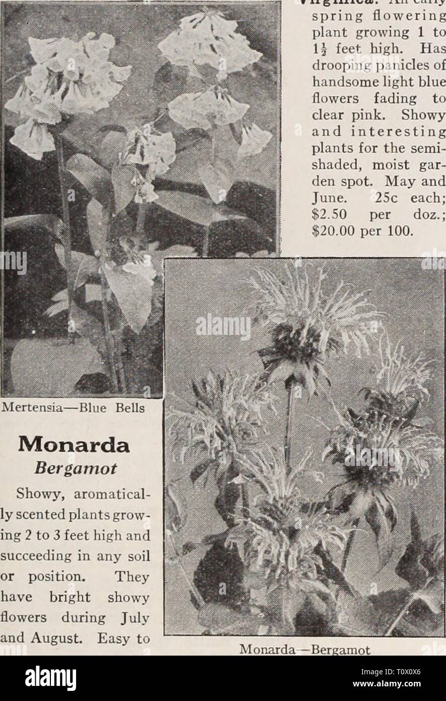 Dreer's garden prenota Henry Dreer's garden prenota / Henry A. Dreer. dreersgardenbook1931dree Anno: ho ardito perenne PIANTS 7 f Lythrum-Rose Loosestrife Roseum superbum. Grandi picchi di rose e fiori colorati da luglio a settembre. Pianta vigorosa, da 3 a 4 piedi alto. - - Perry's varietà. Una splendida miglioramento con molto più grandi di ciliegia-fiori di colore rosso e i picchi più lunga rispetto al tipo. Entrambe le suddette: 25c ciascuna; $2.50 per doz.; $20,00 per 100. Mazus Reptans. Un dolce e interessante del superriduttore alpina per un semi- posizione ombreggiata nel rockery. Coperti durante il mese di maggio e giugno con bianco e viola Lobelia-li Foto Stock Dreer's garden prenota Henry Dreer's garden prenota / Henry A. Dreer. dreersgardenbook1931dree Anno: ho ardito perenne PIANTS 7 f Lythrum-Rose Loosestrife Roseum superbum. Grandi picchi di rose e fiori colorati da luglio a settembre. Pianta vigorosa, da 3 a 4 piedi alto. - - Perry's varietà. Una splendida miglioramento con molto più grandi di ciliegia-fiori di colore rosso e i picchi più lunga rispetto al tipo. Entrambe le suddette: 25c ciascuna; $2.50 per doz.; $20,00 per 100. Mazus Reptans. Un dolce e interessante del superriduttore alpina per un semi- posizione ombreggiata nel rockery. Coperti durante il mese di maggio e giugno con bianco e viola Lobelia-li Foto Stock