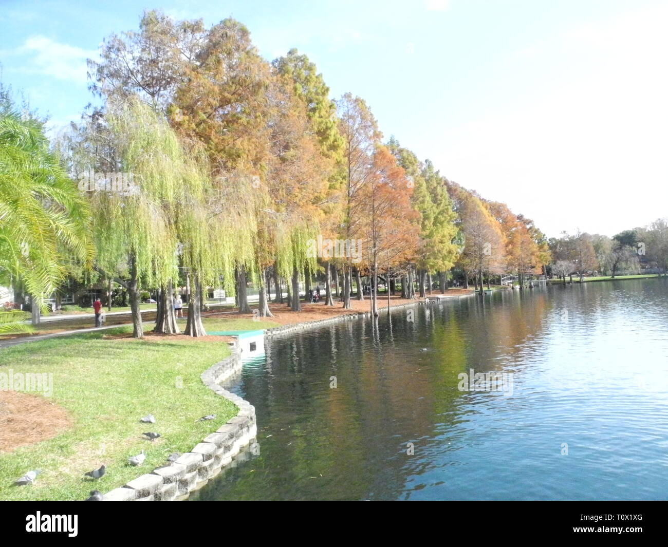 Natura mozzafiato nel mezzo del parco di Orlando, Florida Foto Stock