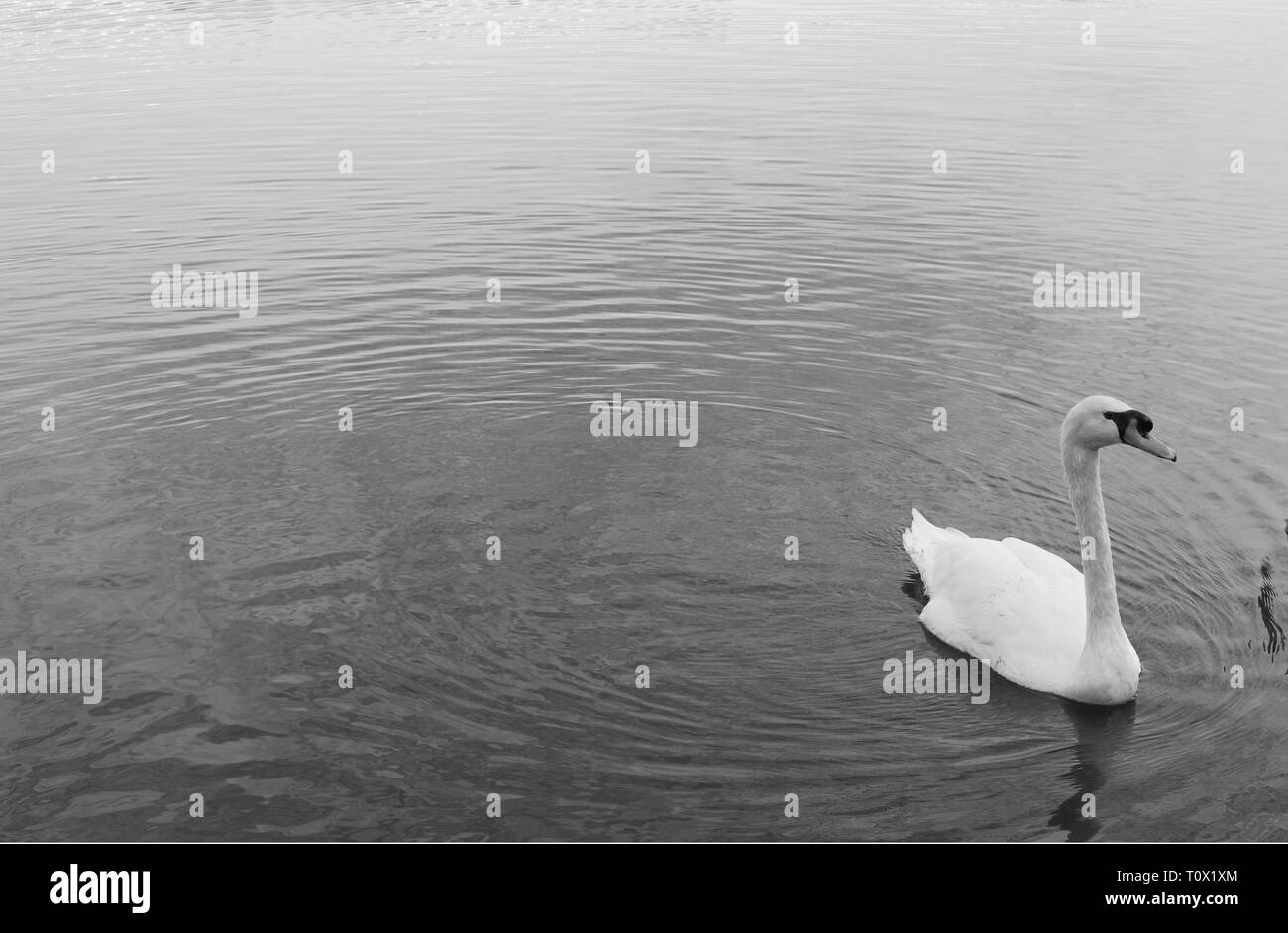 Splendidi uccelli nel Lake Eola Park nel mezzo di Orlando, Florida. Foto Stock