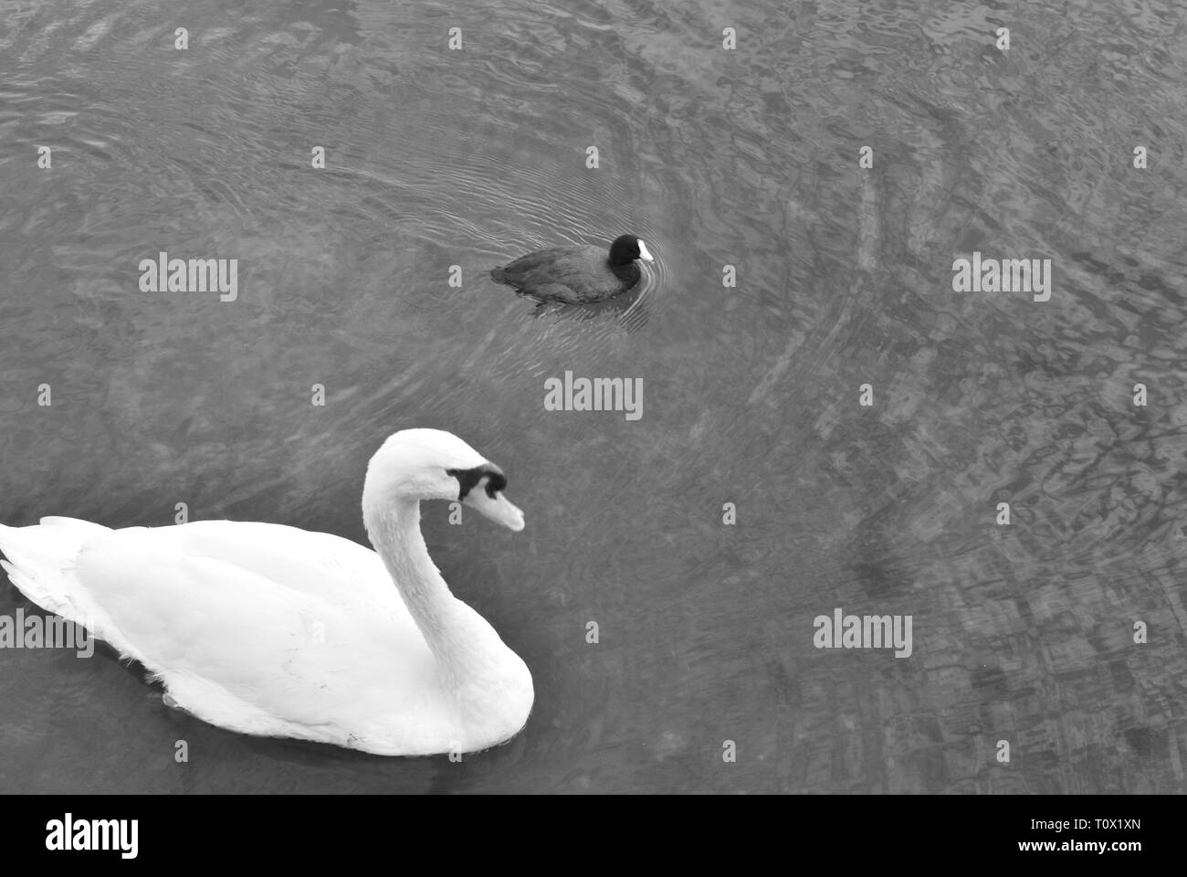 Splendidi uccelli nel Lake Eola Park nel mezzo di Orlando, Florida. Foto Stock