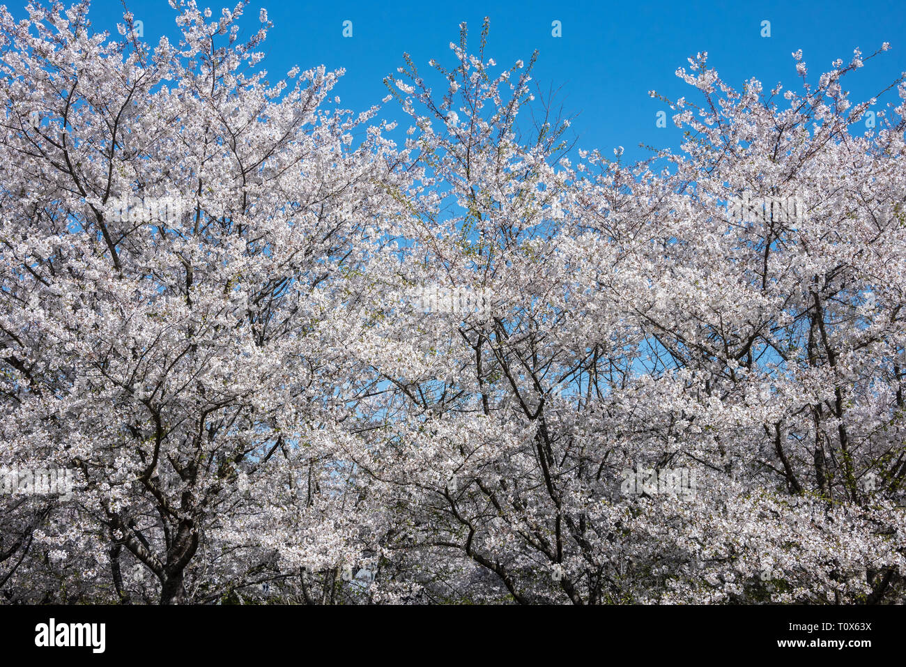 Bella bianca fioritura dei ciliegi contro un luminoso cielo blu in Metro Atlanta, Georgia su una bella giornata di primavera. (USA) Foto Stock