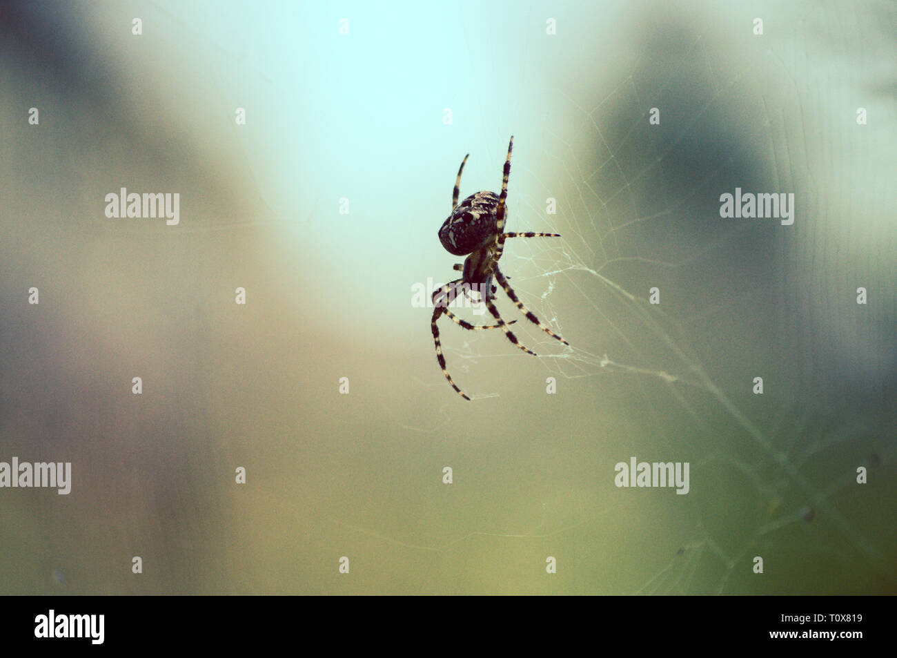 Closeup ritratto di un giardino europeo tessitura spider il suo web Foto Stock