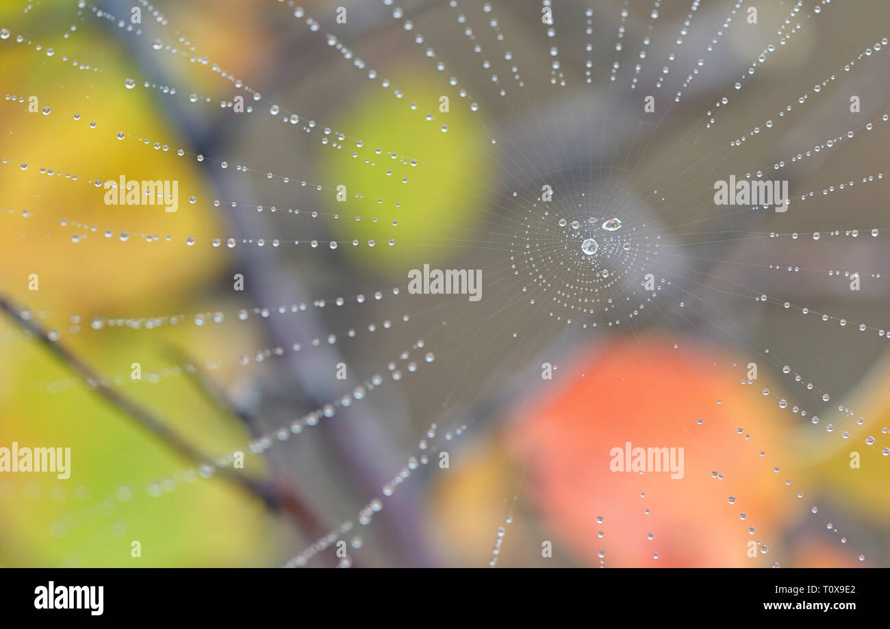 Spiderweb closeup e gocce di rugiada in foresta Foto Stock