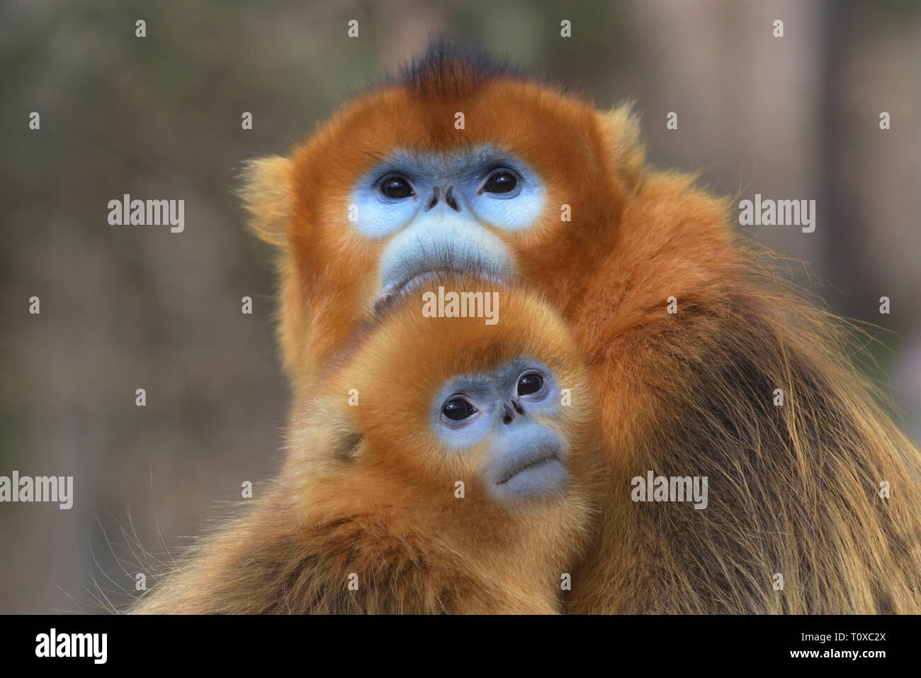 La madre e il bambino Golden rampognare-annusò scimmia (Rhinopithecus roxellana) Foto Stock