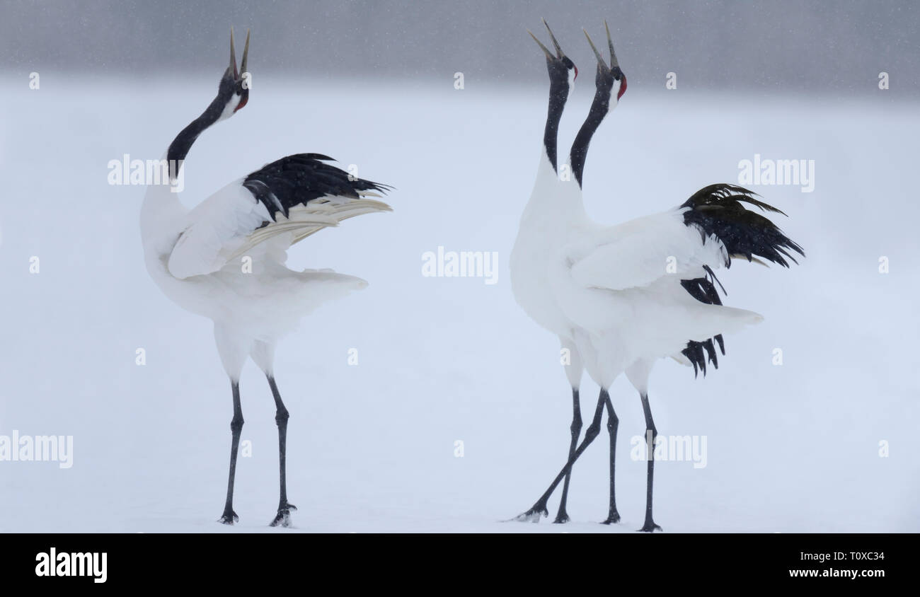 Rosso-incoronato gru (grus japonensis) eseguendo il loro corteggiamento Foto Stock