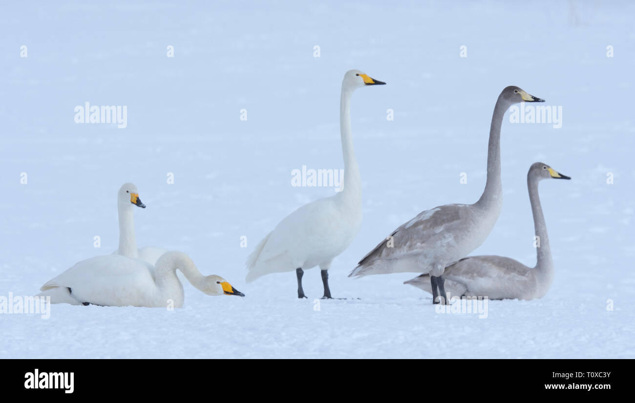 Gruppo di cigni Whooper (Cygnus cygnus) nella neve Foto Stock