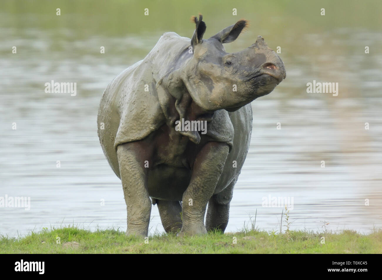 Fangoso rinoceronte indiano (Rhinoceros unicornis) emergente da un lago Foto Stock