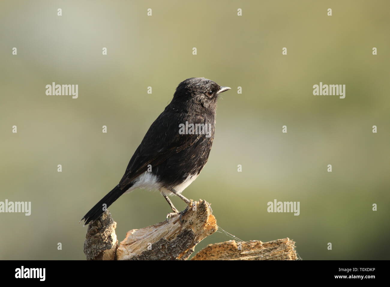 Pied boccola maschio di chat in Keoladeo Ghana National Park, Bharatpur Foto Stock