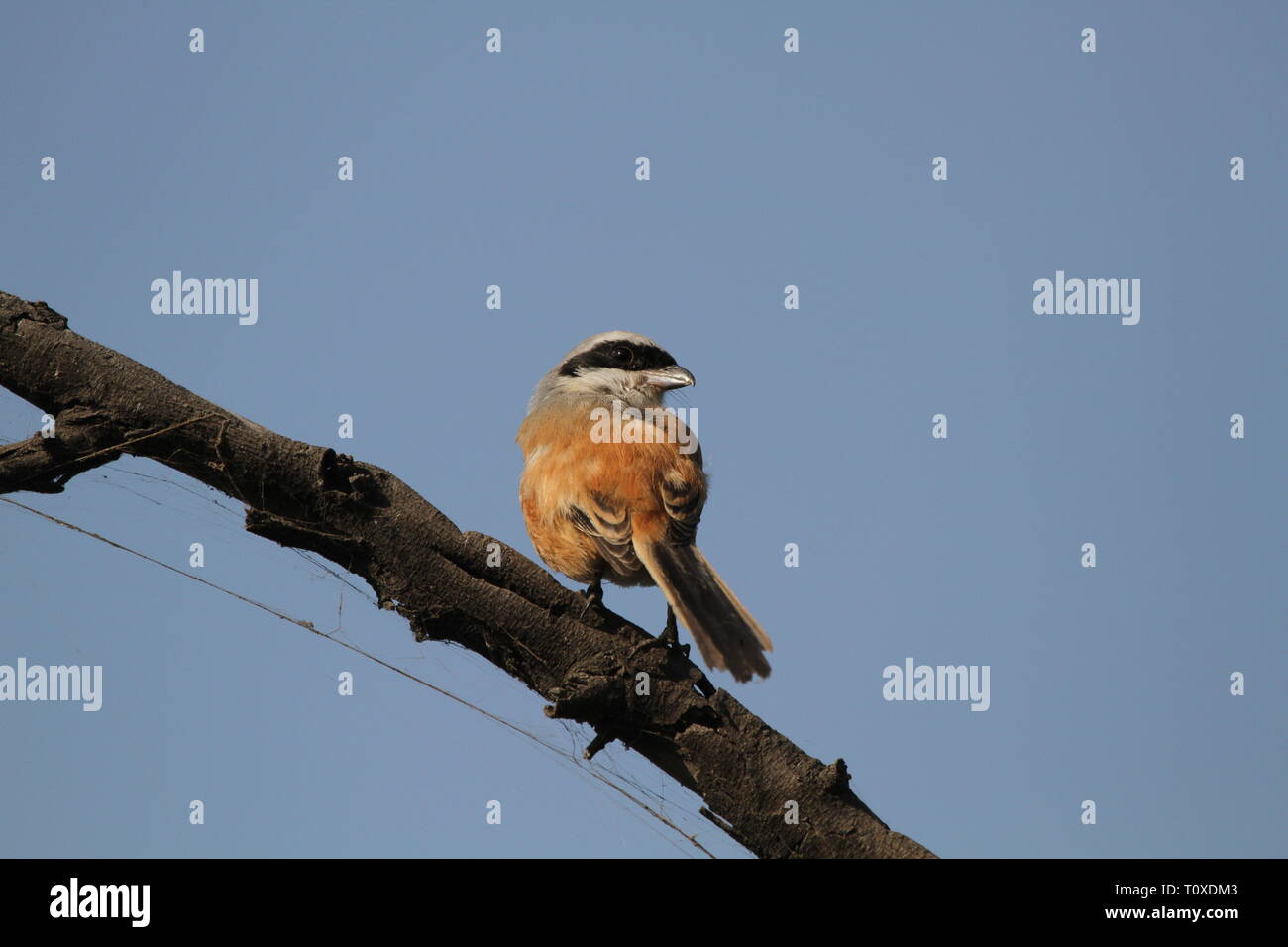 Long-Tailed Shrike o Rufous-Backed Shrike in Keoladeo Ghana National Park, Bharatpur Rajasthan Foto Stock