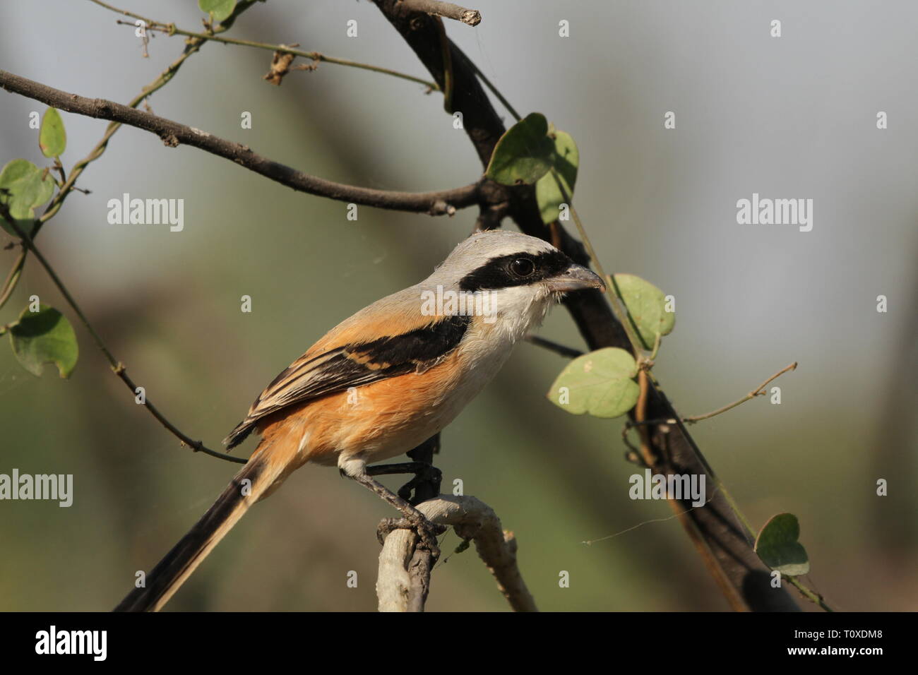 Long-Tailed Shrike o Rufous-Backed Shrike in Keoladeo Ghana National Park, Bharatpur Rajasthan Foto Stock