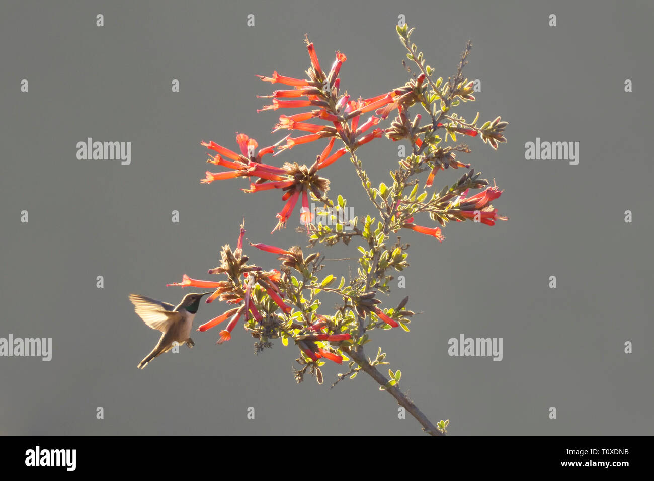 Andina hummingbird Hillstar (Oreotrochilus estella) alimentazione su Red Cantua (Cantua buxifolia) Fiori Foto Stock