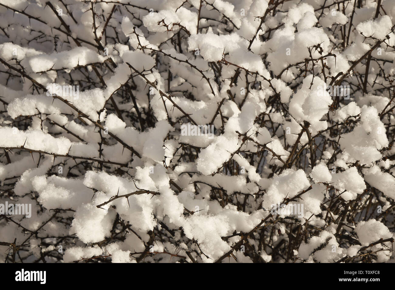 Rami innevati Foto Stock