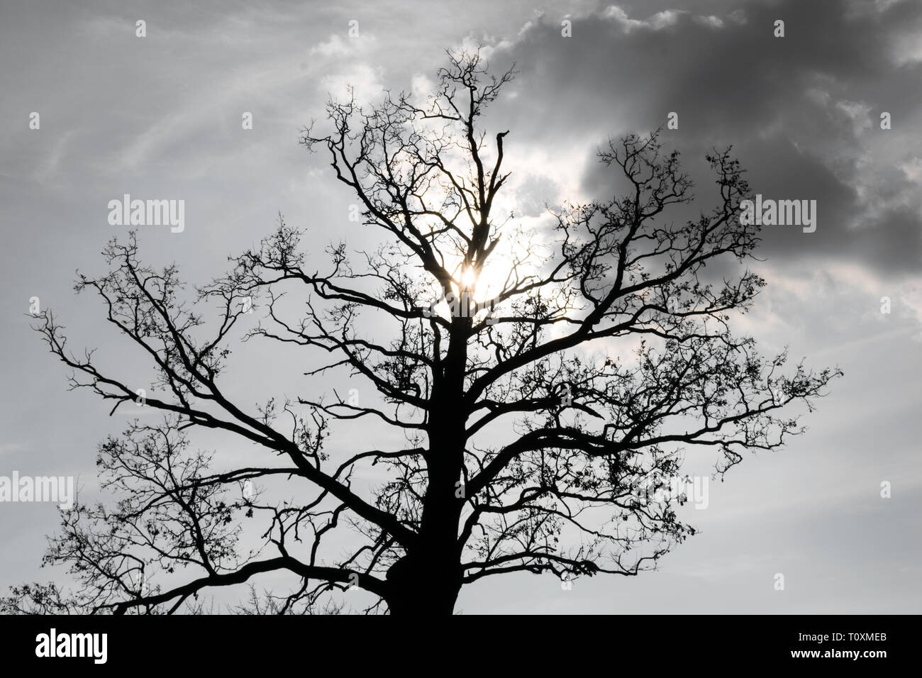Silhouette di un grande albero di quercia contro sun Foto Stock