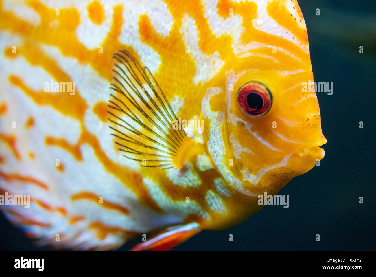 Colorato (discus Symphysodon aequifasciatus) presso il Georgia Aquarium nel centro di Atlanta, Georgia. (USA) Foto Stock