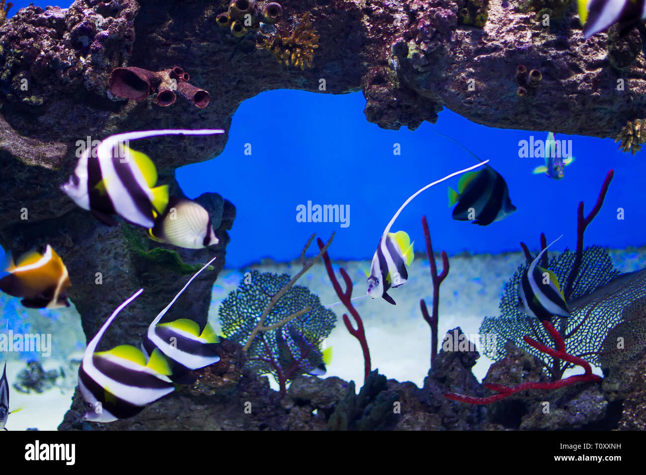 Zanclus cornutus.Exotic Tropical Fish sullo sfondo di coralli e barriere coralline.Un gregge di strisce di acquario rub Foto Stock