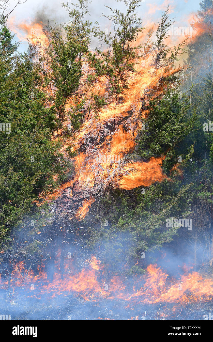 Combustibili di massa incendiare un boschetto di alberi di ginepro lungo intervallo Brumfield Road a Fort Knox, Kentucky, Marzo 18, 2019, contribuendo ad assottigliare la zona boschiva in preparazione per il ritorno della zona di pascoli e di specie come 'oak e hickory -- il tipo di foresta che è ecologicamente ed economicamente il più prezioso nella nostra regione", ha detto Land di Brandeburgo. Foto Stock