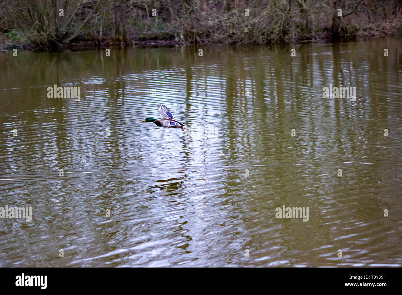 Anatre selvatiche sono solo di decollare da un lago nel parco pubblico a Wilmslow, Cheshire Foto Stock