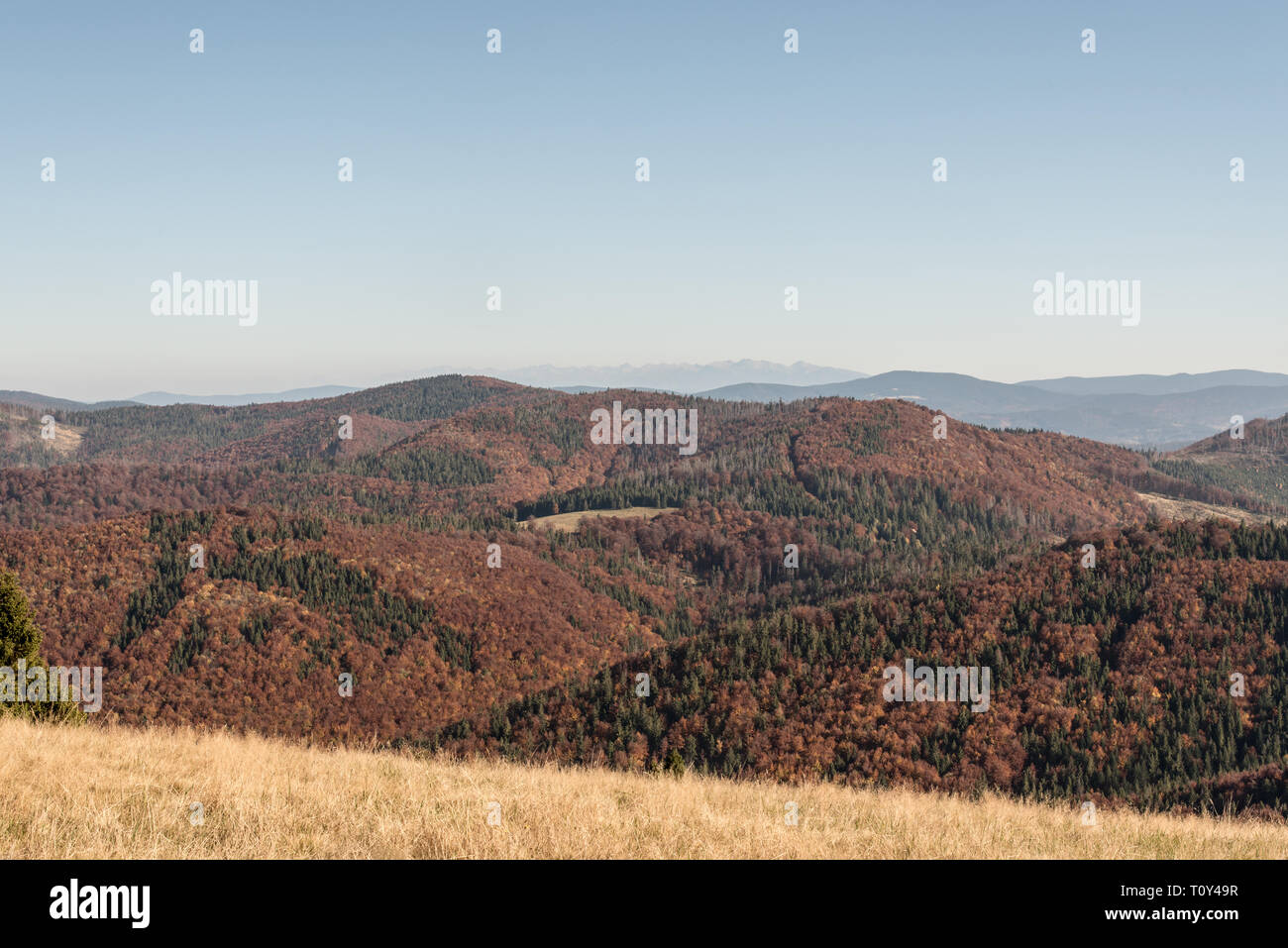 Vista da Hala na Malej Raczy in autunno Beskid Zywiecki montagne sul polacco-Slovacchia confina con le colline coperte da foreste colorate e dei monti Tatra Foto Stock