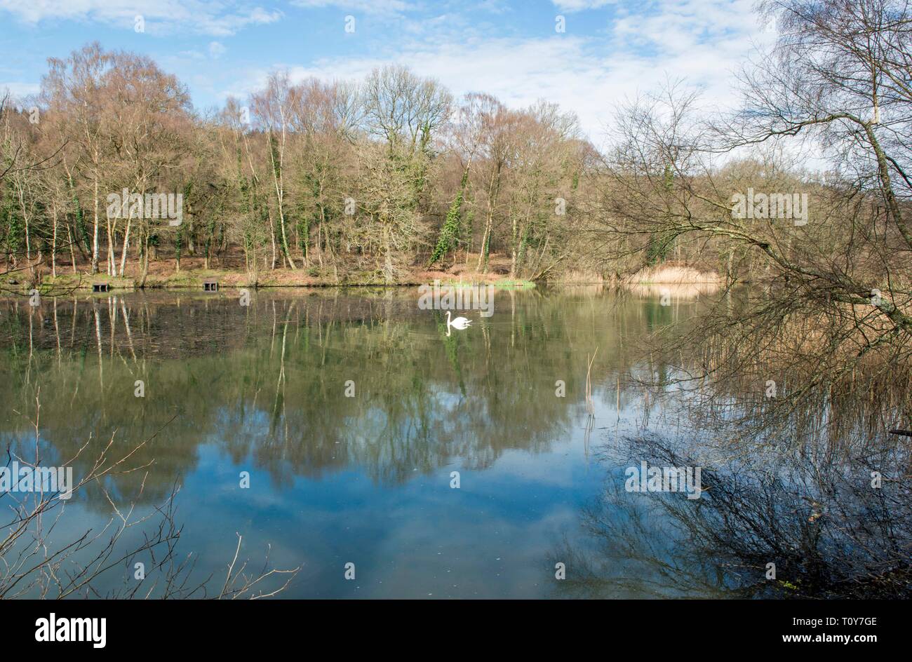 Stagni Cannop nella Foresta di Dean in primavera. Un posto popolare tra la gente del posto e i visitatori gli stagni sono a casa per la fauna selvatica, tra cui i cigni, gallinelle d'acqua. Foto Stock