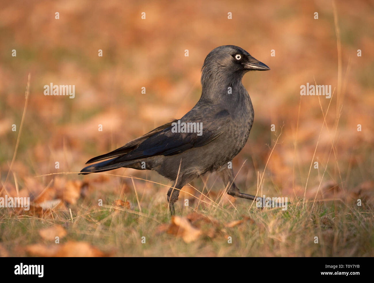 Taccola Corvus monedula, singolo adulto a piedi su erba in autunno . Presa di novembre. Knole Park, Kent, Regno Unito. Foto Stock