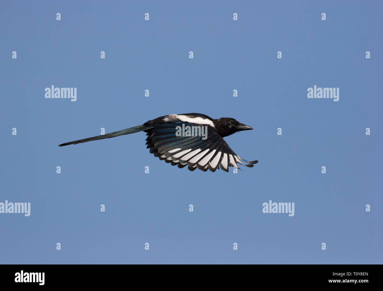 Gazza, Pica pica, singolo adulto in volo. Presa di settembre. La Foresta di Epping, Essex, Regno Unito. Foto Stock