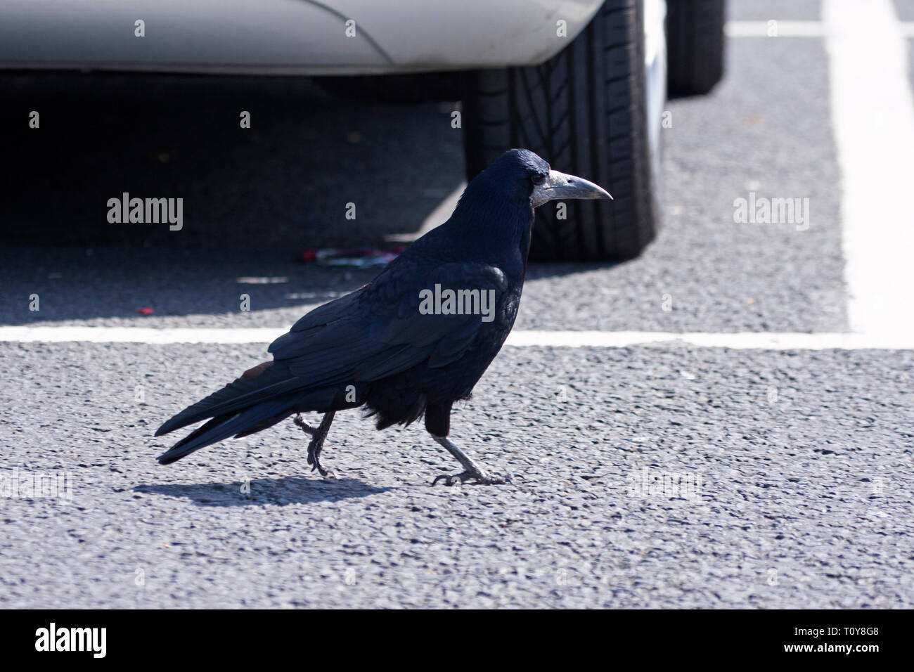 Rook,Corvus frugilegus, singolo adulto attraversando a piedi il parcheggio nella parte anteriore della vettura. La Scozia, Regno Unito. Foto Stock