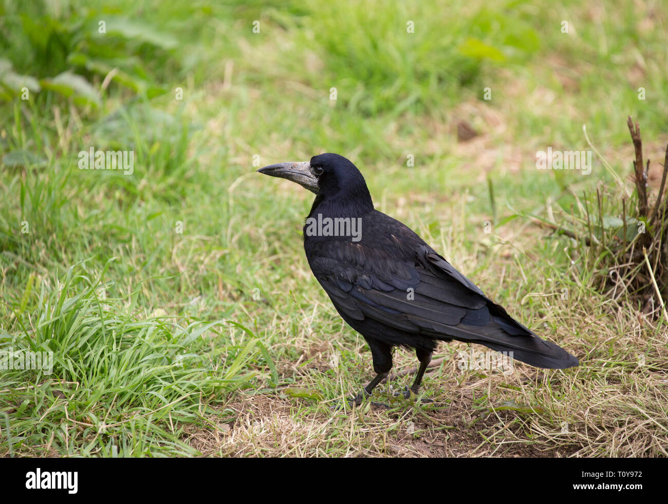 Rook, Corvus frugilegus, singolo adulto in piedi sull'erba. Cornwall, Regno Unito Foto Stock