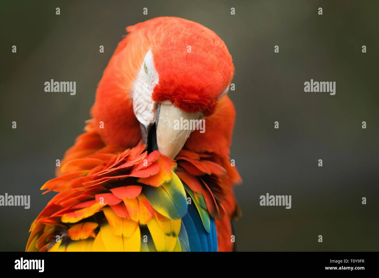 Red macaw pappagallo ritratto, il fuoco selettivo. Foto Stock