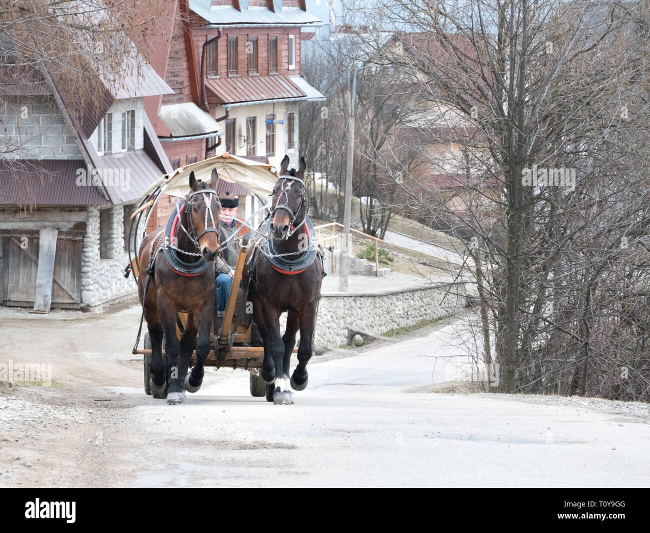 Due cavalli tira un carrello con un uomo, Rusiński Wierch, Bukowina Tatrzańska, Polonia meridionale Foto Stock