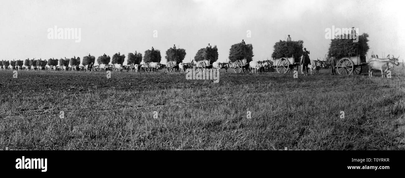 Agricoltura, 1910-1920 Foto Stock