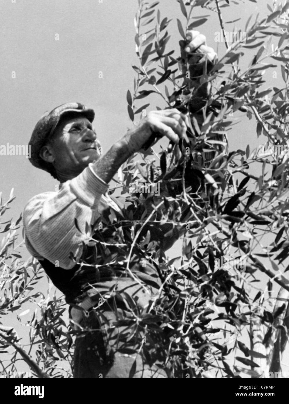 La potatura, olivi, 1950 Foto Stock