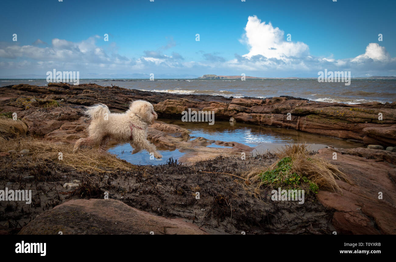 Un cane salta su rocce sulla spiaggia Muasdale, Kintyre, Scozia Foto Stock