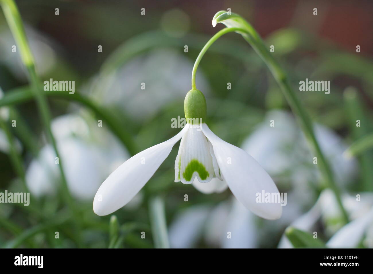 Galanthus 'Mmagnete'. Singolo di blumi di 'Mmagnete' snowdrop con caratteristico lungo peduncolo (pedicel) in un giardino di febbraio, UK. Modulo Gas Anestetici Foto Stock