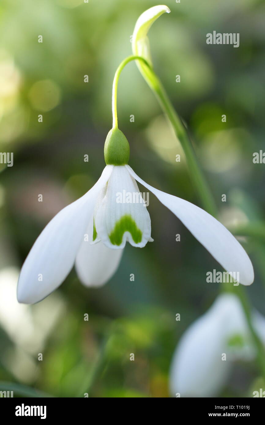 Galanthus 'Mmagnete'. Singolo di blumi di 'Mmagnete' snowdrop con caratteristico lungo peduncolo (pedicel) in un giardino di febbraio, UK. Modulo Gas Anestetici Foto Stock