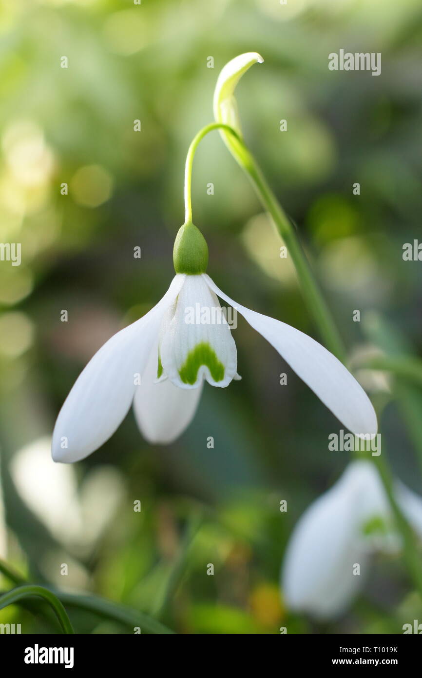 Galanthus 'Mmagnete'. Singolo di blumi di 'Mmagnete' snowdrop con caratteristico lungo peduncolo (pedicel) in un giardino di febbraio, UK. Modulo Gas Anestetici Foto Stock