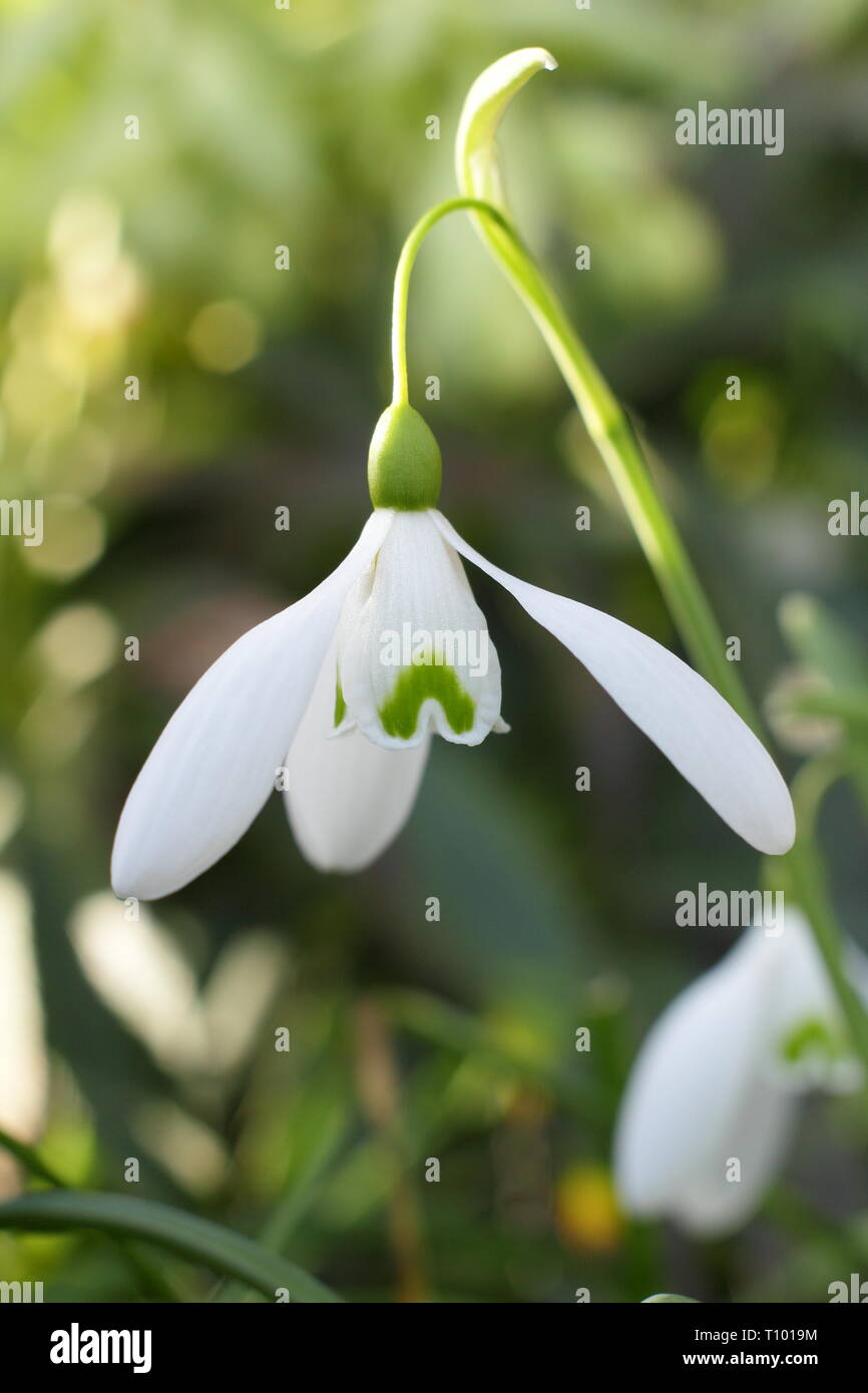 Galanthus 'Mmagnete'. Singolo di blumi di 'Mmagnete' snowdrop con caratteristico lungo peduncolo (pedicel) in un giardino di febbraio, UK. Modulo Gas Anestetici Foto Stock